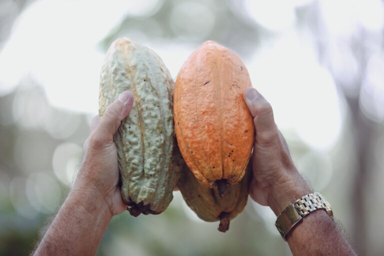 Close-up of two hands holding ripe cocoa pods in Paragominas, Brazil.